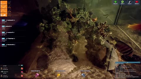 24/7 Real Live Reef Stream