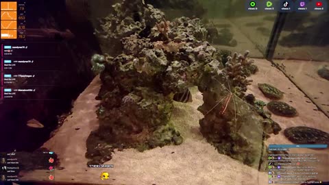 24/7 Real Live Reef Stream
