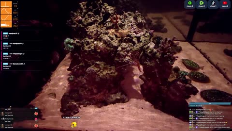 24/7 Real Live Reef Stream