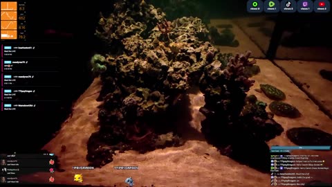 24/7 Real Live Reef Stream