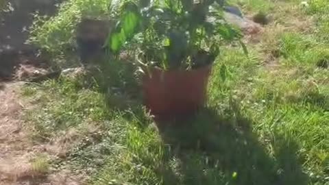 MY PLANTS COMING ON NICELY