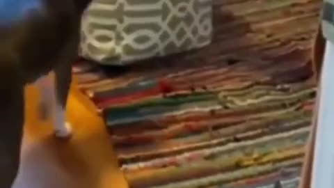 Super Funny Animal Videos Compilation #Funny Animals
