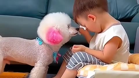 Pet and paw