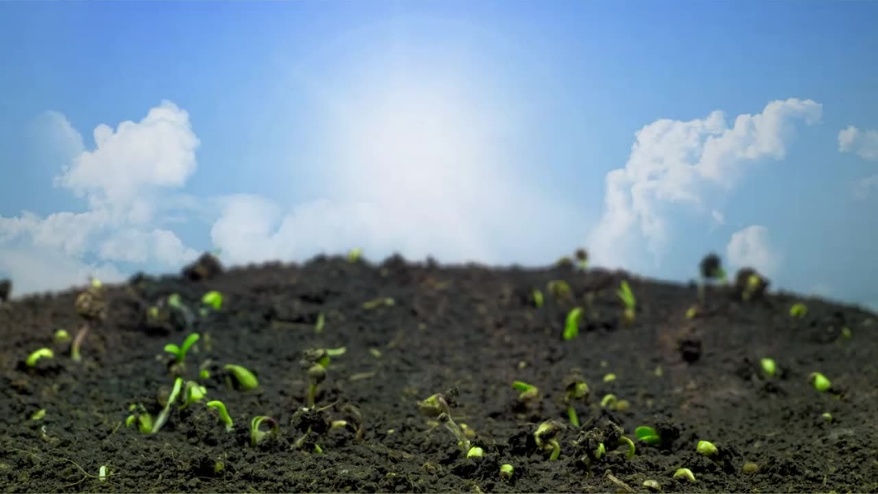 Altijd minimaal 2 zaadjes