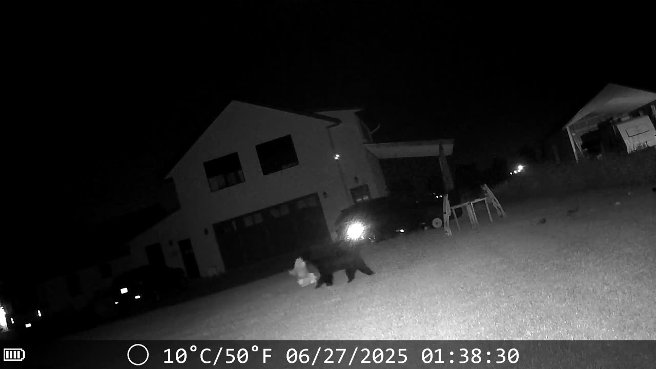 Mama Bear Steals Dog’s Stuffed Monkey