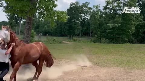 Funny animal