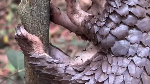 Pangolin Feeds On Tree Ants
