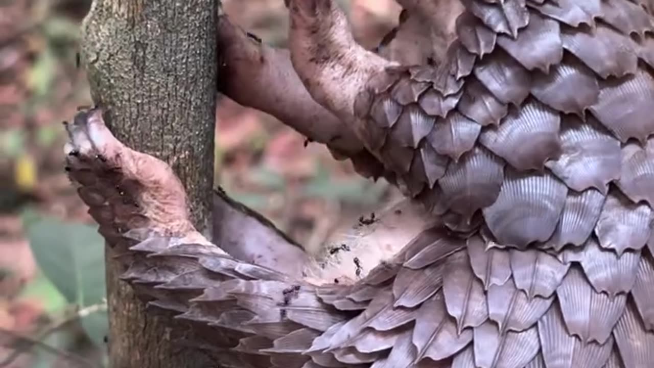 Pangolin Feeds On Tree Ants
