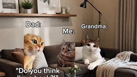 Funny cat-when I ask dad for money