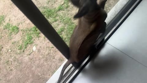 Dog Stuck Between Glass Door and Screen