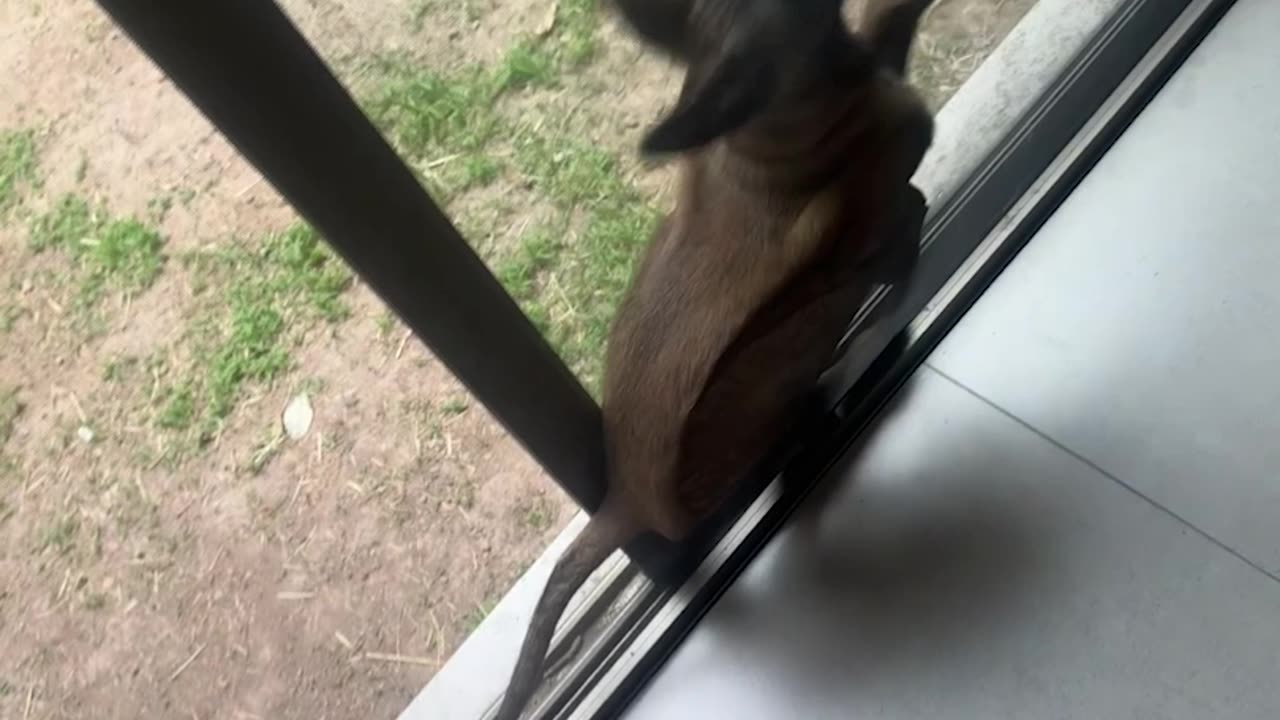 Dog Stuck Between Glass Door and Screen