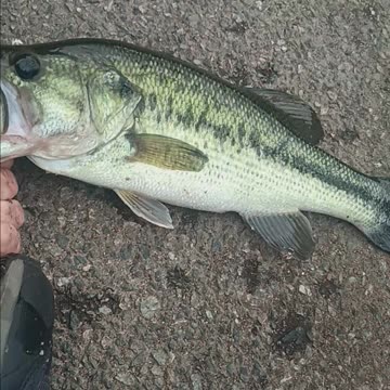 Largemouth bass