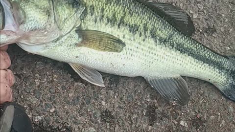Largemouth bass