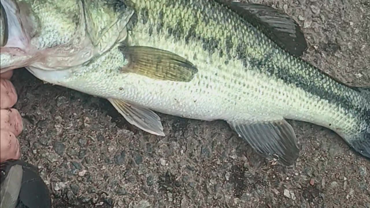 Largemouth bass