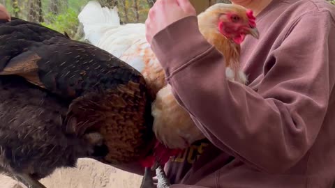 kick out any chicken
