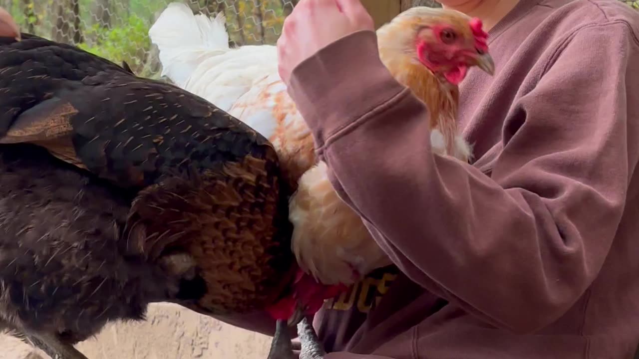 kick out any chicken