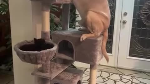 😂🐶 This Dog's Reaction is Too Cute! | FunFM