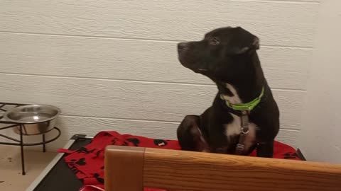 Lael-unsure 1y A867895@TRN she's too overwhelmed by me 2 eat, from kennel 182 PACC shelter2025824648