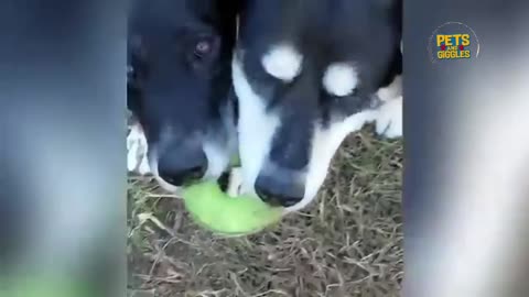 Funniest Animals Video Compilation Video