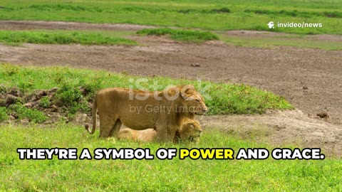 Majestic Lions: Kings of the Savannah