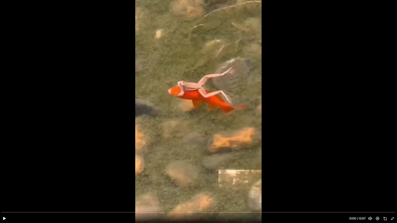 Only 7 secs - but seriously! A frog riding a fish. Uber fish! You never saw this huh!
