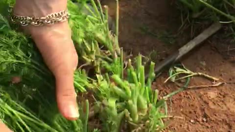How to harvest and bunch dill?