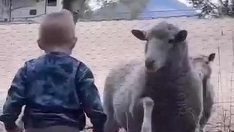 funny animals