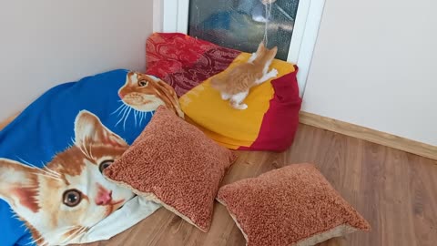 13 rules for training cats with Jordan Peterson