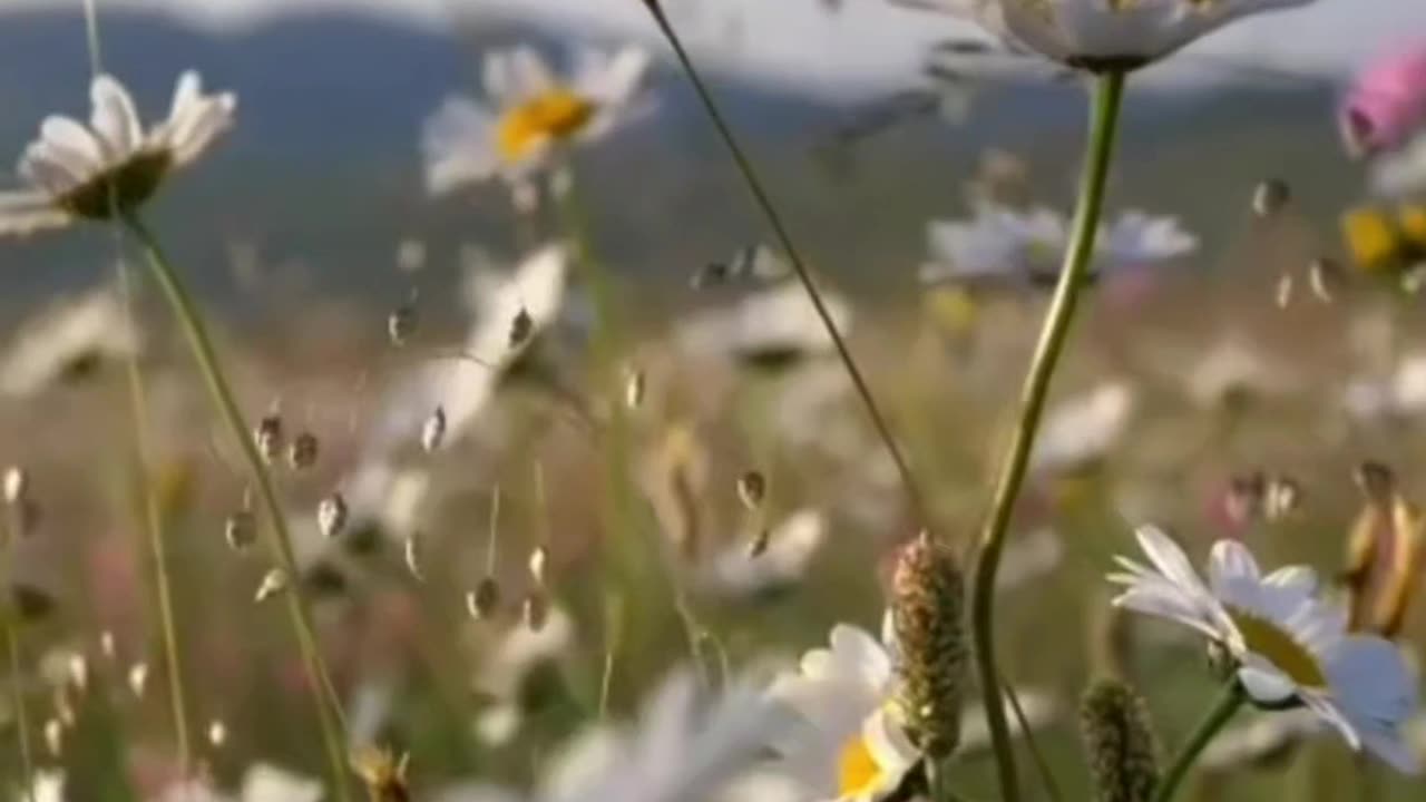senmiydin halime teyze