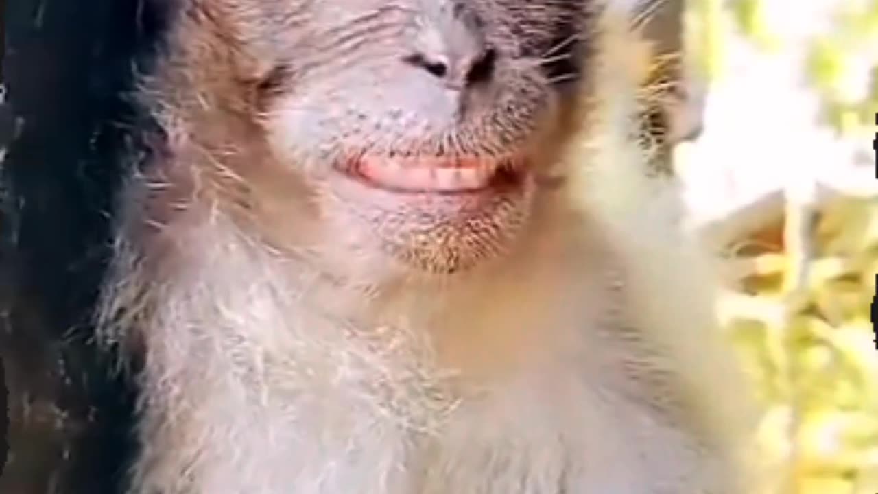 Monkey funny videos#Funnyvideos#Funny61