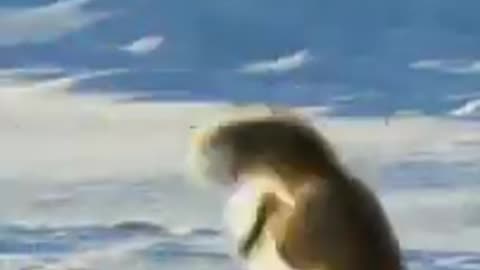 Funny Dogs