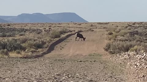 Bighorn Sheep