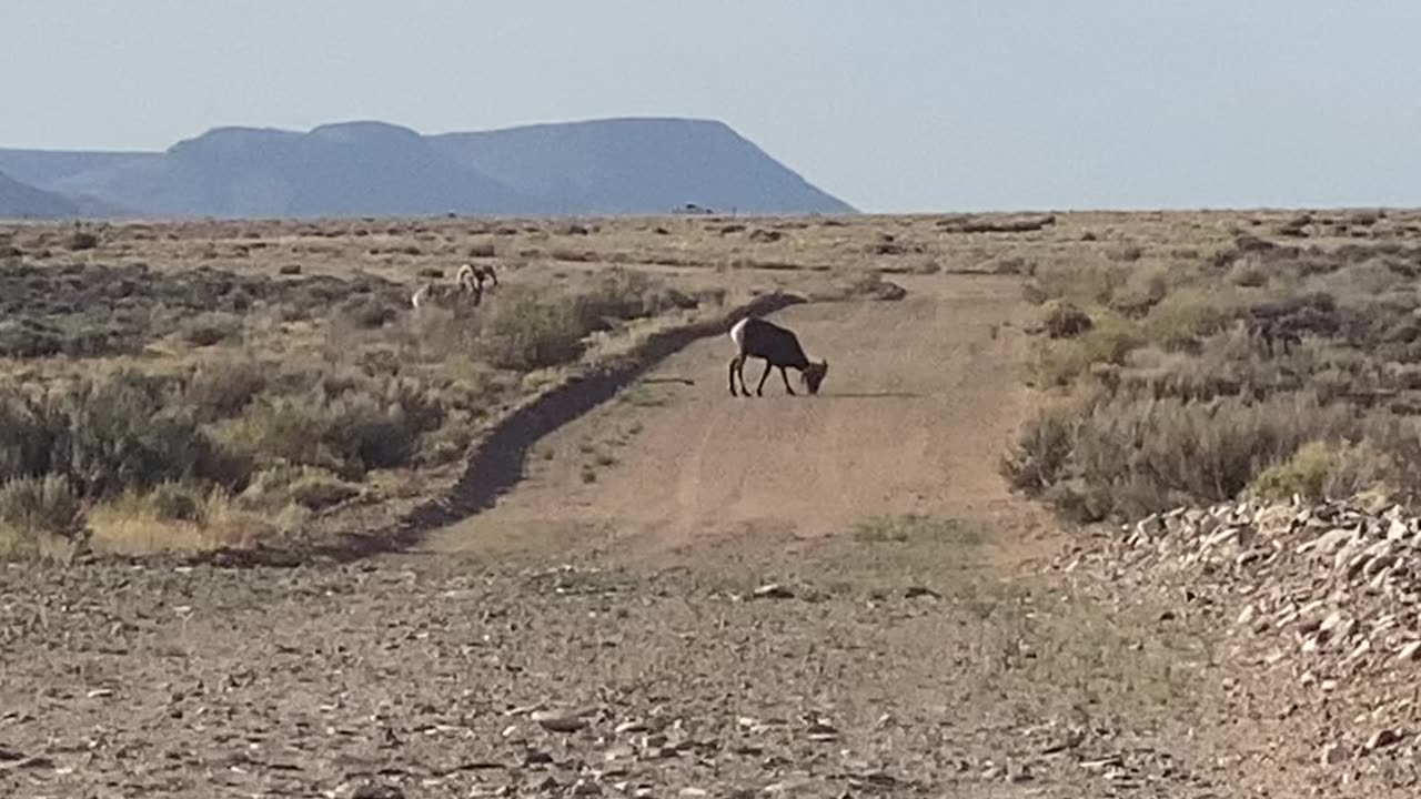 Bighorn Sheep