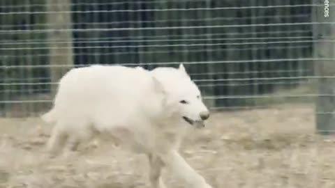 De-Extinct Dire Wolf