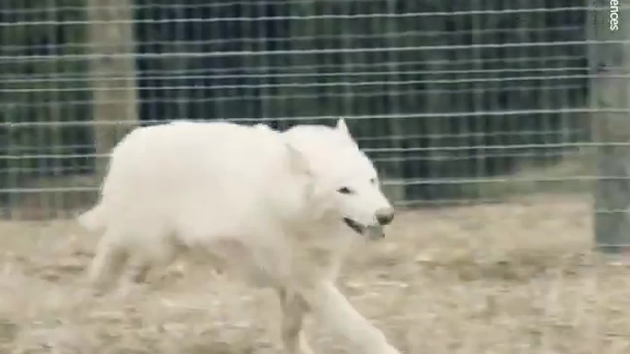 De-Extinct Dire Wolf