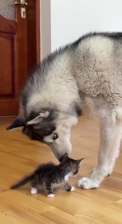 LOVE/HATE RELATIONSHIP🙃 WITH NEW KITTY CAT