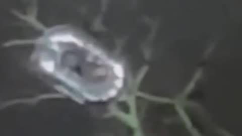 Scientists discover 20 mile long UFO that may appear by 10/27/25!! False flag warning at the end!