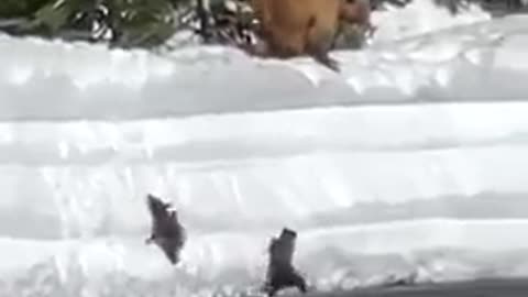A mother bear guiding her cubs