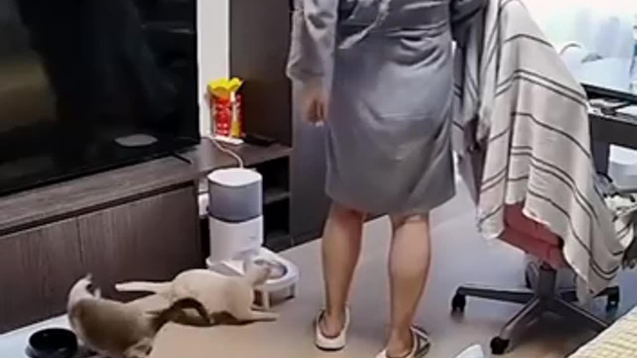 Funny cat attacks..😁