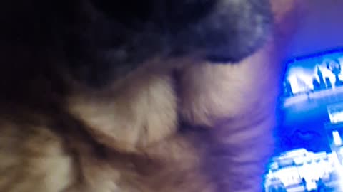 Helpful Dog Fetches Dropped Cigarettes