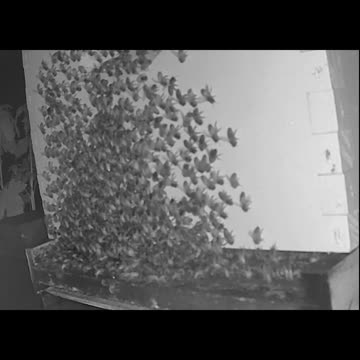 Saturday Morning Peek 1a