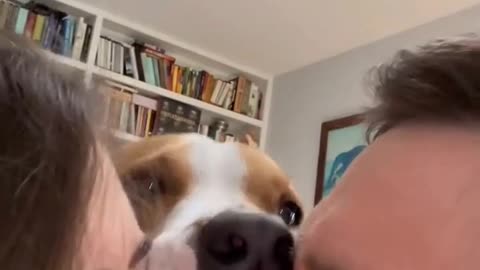 Pup Gets a Little Jealous
