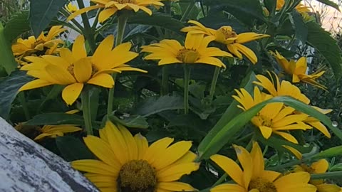 "Sunrise Boutique Coreopsis"