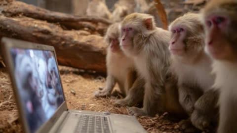Monkeys love watching videos of fights and friends - just like humans