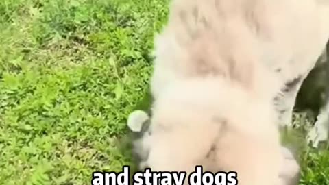Forever Homes🏠: Let’s Rescue These Stray Pups!​🐶🐱❤🙁🙏