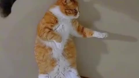 Funny Cats