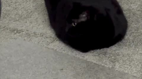 Cute Precious Piper is a Square Office Loaf with a Tail - Adopting a Cat from a Shelter Vlog #shorts
