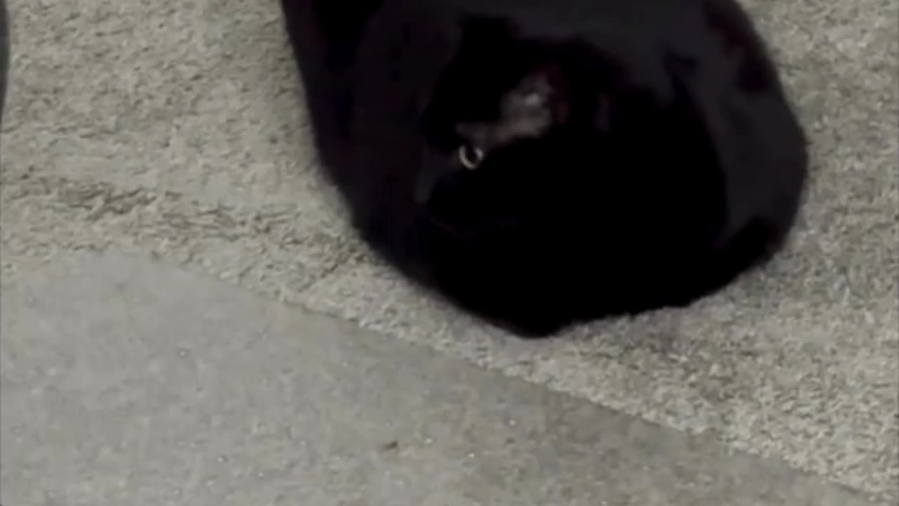 Cute Precious Piper is a Square Office Loaf with a Tail - Adopting a Cat from a Shelter Vlog #shorts