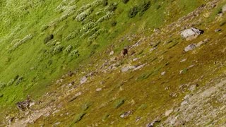 Rare endangered deer have been spotted in southern Patagonia