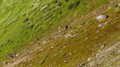 Rare endangered deer have been spotted in southern Patagonia